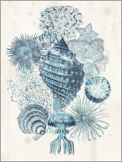 Foam board print  Vintage seashells I - June Erica Vess