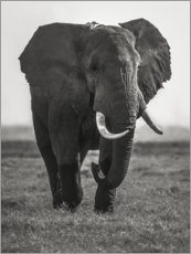 Wood print  Portrait of an elephant - Roelof de Hoog
