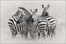 Acrylic print  Group of zebras - Kirill Trubitsyn
