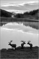 Aluminium print  Rocky Mountain National Park - Jaynes Gallery