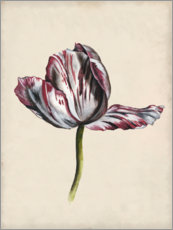 Canvas print  Tulip study II - Naomi McCavitt