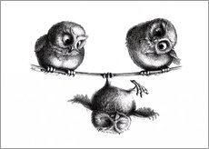 Wall sticker  Three owls - Stefan Kahlhammer