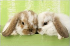 Wall sticker  Two rabbits - Greg Cuddiford