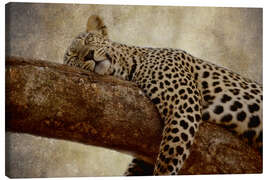 Canvas print  Sleeping leopard - Thomas Herzog