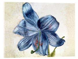 Acrylic print  Study of a lily - Albrecht Dürer