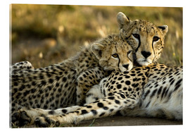 Acrylic print  Cheetah cub with mother - Joe & Mary Ann McDonald