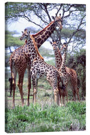Canvas print  Giraffes family - David Northcott