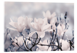 Acrylic print  Magnolia - Atteloi