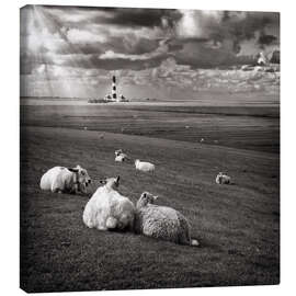 Canvas print  Talking Sheep - Carsten Meyerdierks