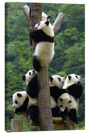 Canvas print  Panda babies on the climbing tree - Pete Oxford