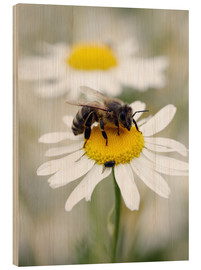 Wood print  Bee on the camomile lawn - Falko Follert