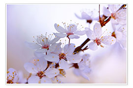 Poster  cherry blossoms - Renate Knapp