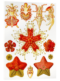 Acrylic print  Asteridea - Ernst Haeckel