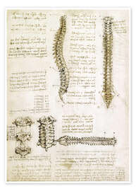Poster  The Spine - Leonardo da Vinci
