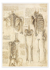 Poster  Anatomy study, skeletal - Leonardo da Vinci
