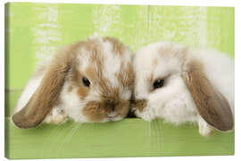 Canvas print  Two rabbits - Greg Cuddiford