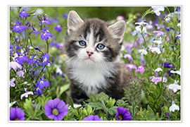 Poster Kitten in Flower Garden