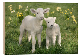 Wood print  Easter lambs - Greg Cuddiford