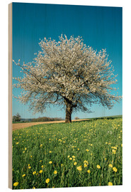 Wood print  Blossoming cherry tree in spring on green field with blue sky - Peter Wey