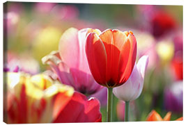 Canvas print  Beautiful colorful Tulips - Lichtspielart