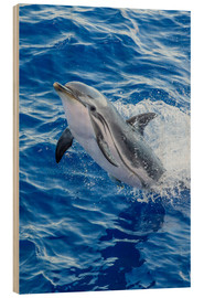 Wood print  Adult striped dolphin - Michael Nolan