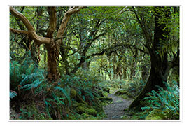 Poster  Primeval forest on kepler track, fiordland, new zealand - Peter Wey