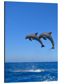 Aluminium print  Playful dolphins - Stuart Westmorland