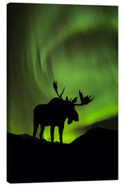 Canvas print  Moose silhouette with Aurora borealis - John Hyde