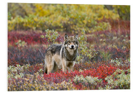 Foam board print  Gray Wolf in the tundra - Gary Schultz
