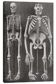 Canvas print  Skeletons Of Man and Gorilla - Ken Welsh