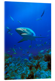 Acrylic print  Caribbean Reef Shark - Carson Ganci