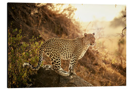 Aluminium print  female Leopard at sunset - Jürgen Ritterbach