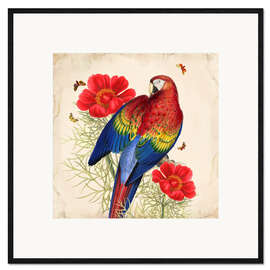 Framed art print  Oh My Parrot III - Mandy Reinmuth