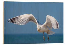 Wood print  Herring gull