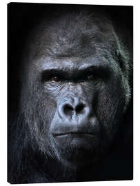 Canvas print  Male Gorilla in Portrait