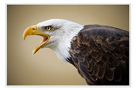 Poster Bald Eagle