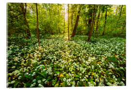 Acrylic print  Spring forest - Dave Derbis