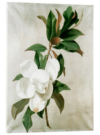 Acrylic print  magnolia - Adolf Senff