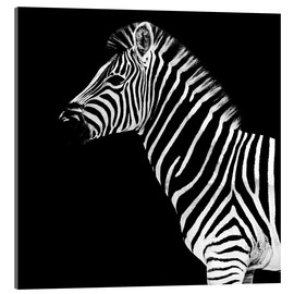 Acrylic print  Zebra on black - Philippe HUGONNARD
