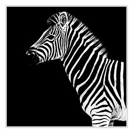 Poster Zebra on black
