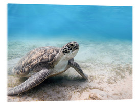 Acrylic print  Green sea turtle