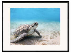 Framed art print  Green sea turtle