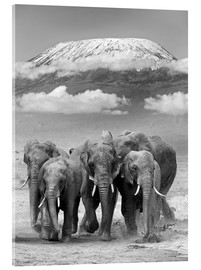 Acrylic print  Elephant herd at Kilimanjaro