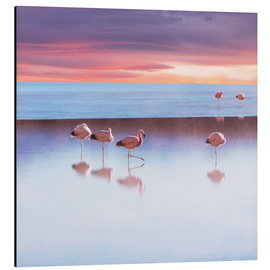 Aluminium print  Andean Flamingos, Bolivia