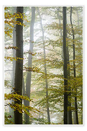Poster Foggy forest in autumn foliage