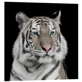 Aluminium print  Sumatran tiger with turquoise eyes