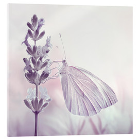 Acrylic print  Butterfly - Atteloi