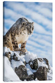 Canvas print  Snow leopard (Panthera india) - Janette Hill