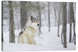 Canvas print  philosophical wolf - Dominic Marcoux