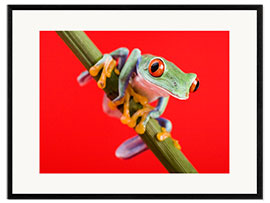 Framed art print  Tree frog on red